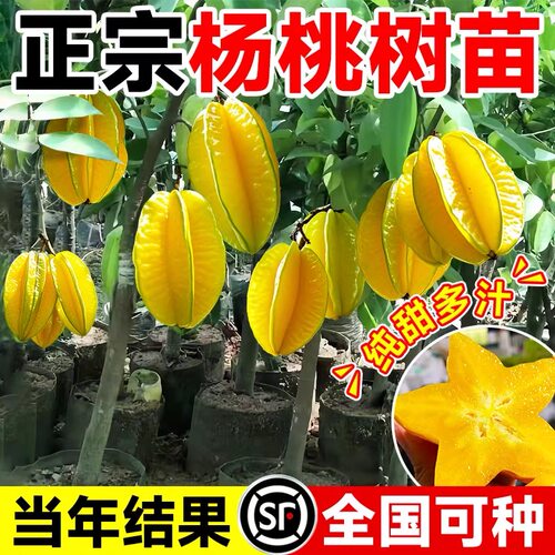 杨桃树苗果树结果四季甜杨桃台湾大果杨桃苗庭院阳台盆栽好养果苗