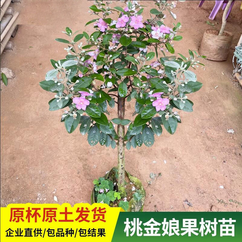 果树捻子树苗果树捻子果苗山捻子苗乌稔苗桃金娘苗果苗盆栽念子苗