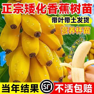 香蕉树苗盆栽地栽芭蕉粉蕉耐寒矮化香蕉苗南方北方四季庭院果树苗