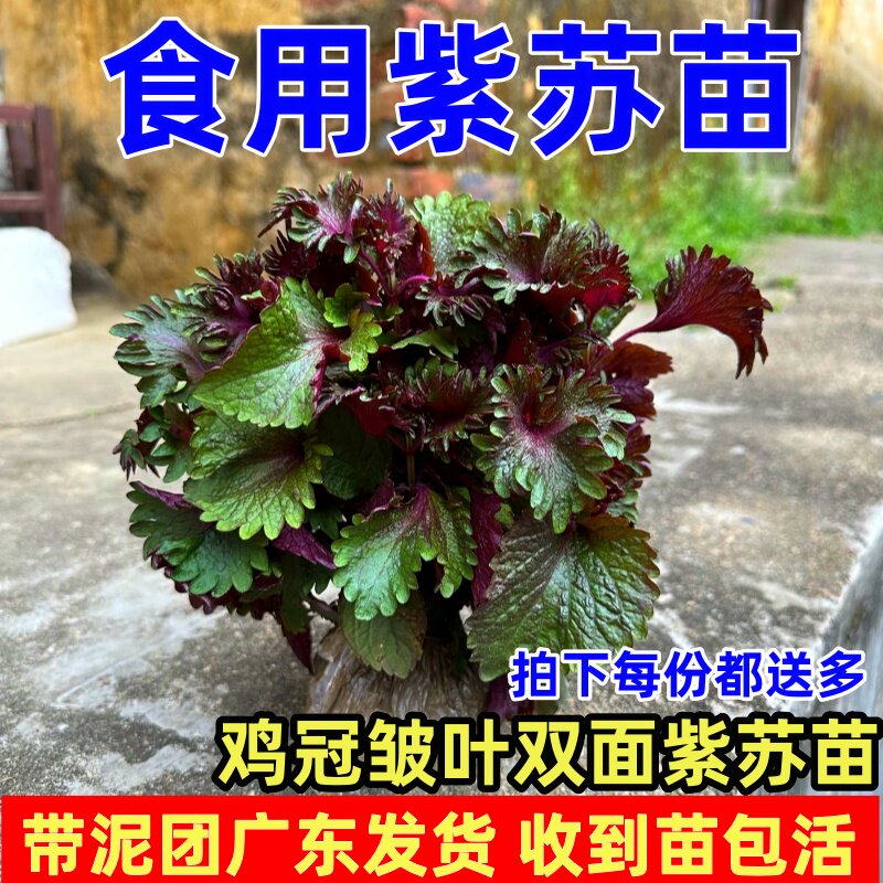 食用紫苏幼苗皱叶籽苗盆栽可食用香叶去腥大叶双面苏子苗种植紫苏