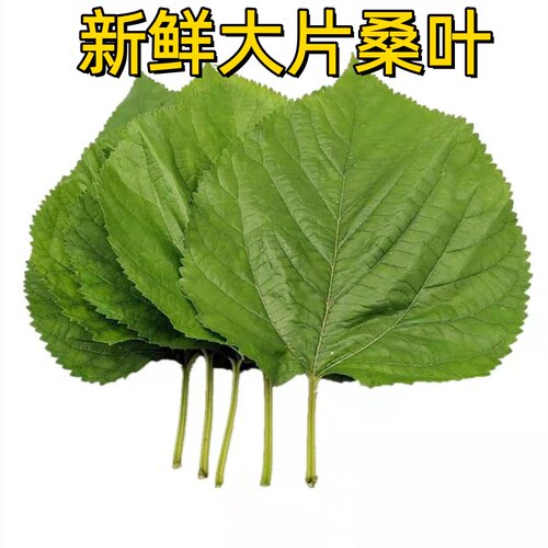 新鲜纯桑叶片混搭老嫩桑树叶