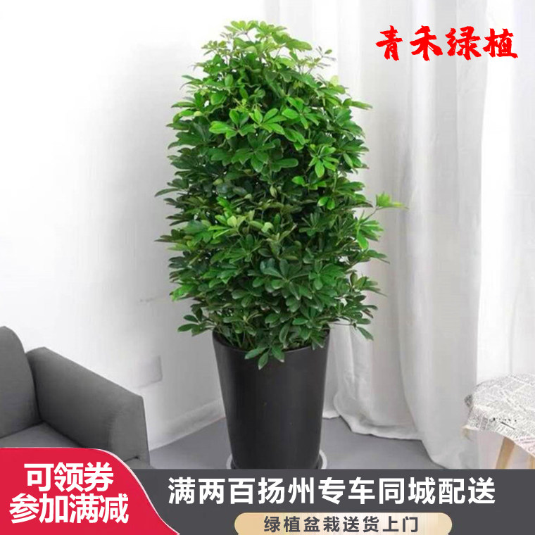 鸭掌木盆栽 八方来财发财树冬季不怕冷大型开业送礼招财植物扬州