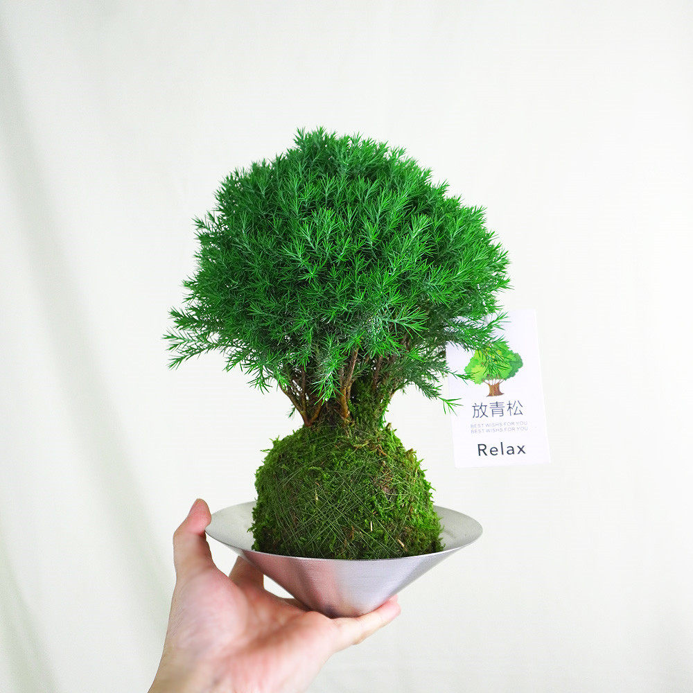 水培苔藓球植物雾松盆栽放青松好养治愈系室内办公桌面绿植摆件