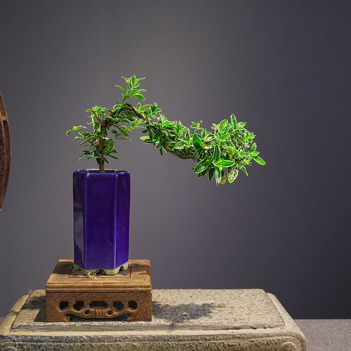 金边六月雪飘枝盆栽中式茶台迷你小盆景桌面植物茶桌室内好养绿植-封面