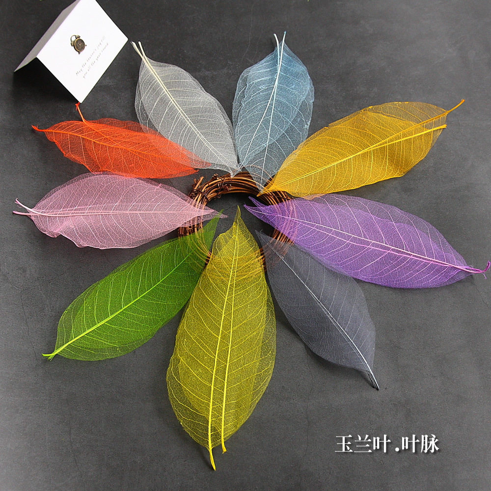 幼儿园环创材料diy永生花礼盒玉兰叶脉配材彩色网状树叶干花辅材