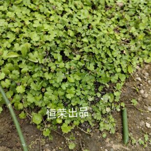 中药材种植苗 土地锦 遍地锦苗土地锦苗破铜钱苗盆面草绿植苗绿植