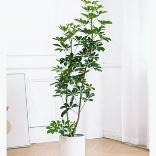 八方来财盆栽栽 鹅掌柴苗 鸭掌木 七叶莲 招财树室内办公室绿植