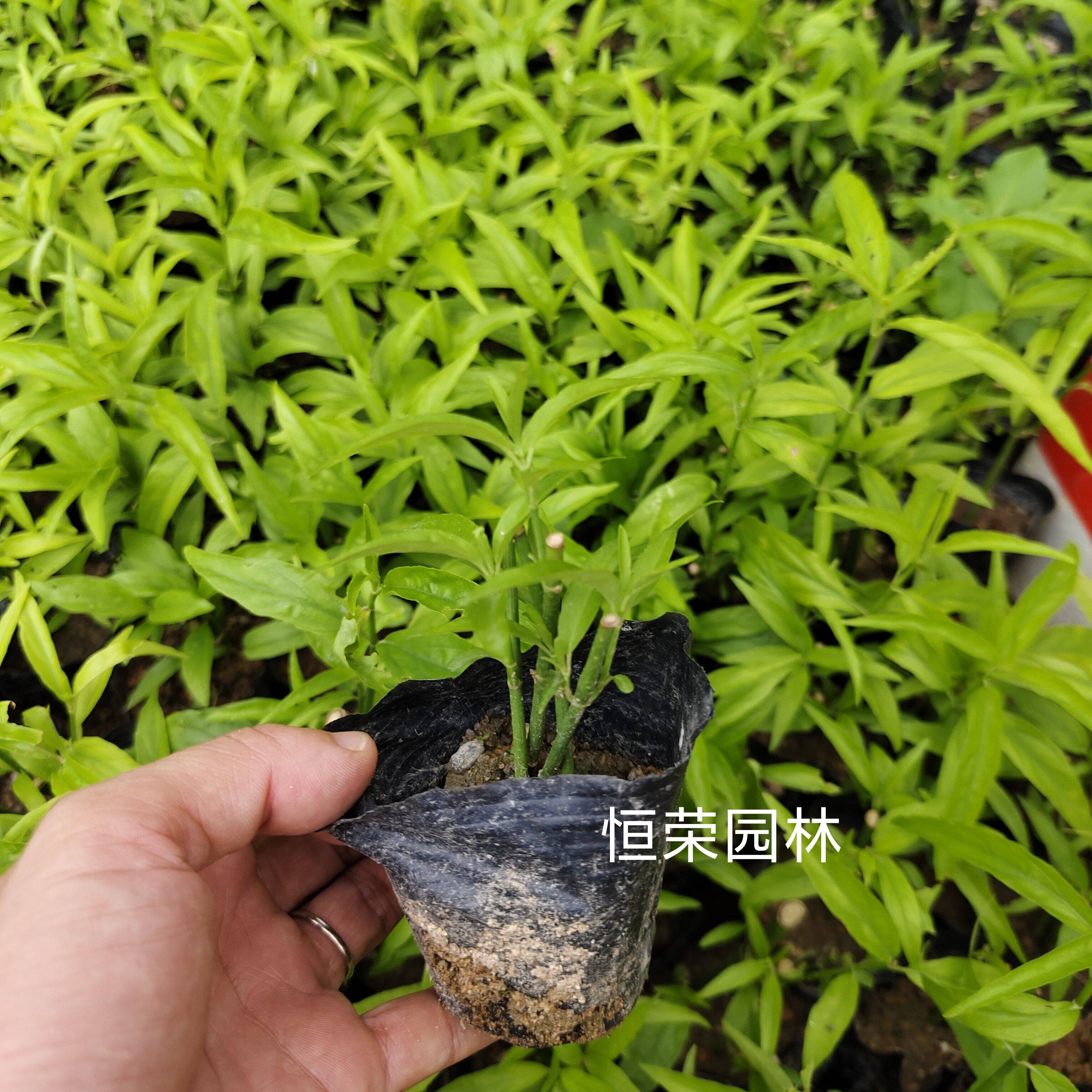 新鲜忧遁草叶子鳄嘴花苗忧遁草苗桌面绿植