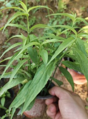 正宗忧遁草 正宗马来西亚忧遁草 小叶黎王草忧遁草盆栽苗阳台绿植