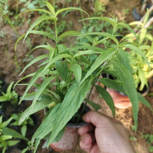 正宗忧遁草 正宗马来西亚忧遁草 小叶黎王草忧遁草盆栽苗阳台绿植