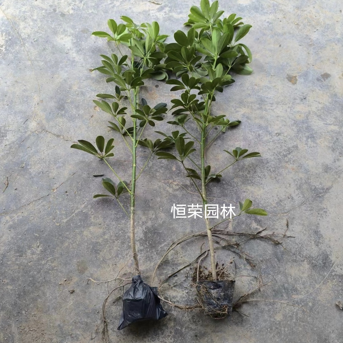 八方来财绿植鹅掌柴苗鸭掌木 七叶莲 招财树室内办公室绿植盆栽苗