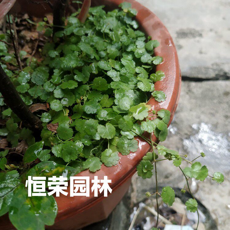 土地锦苗 遍地锦 潮汕中草药 铺地锦苗绿植 盆面草 满天星天胡荽