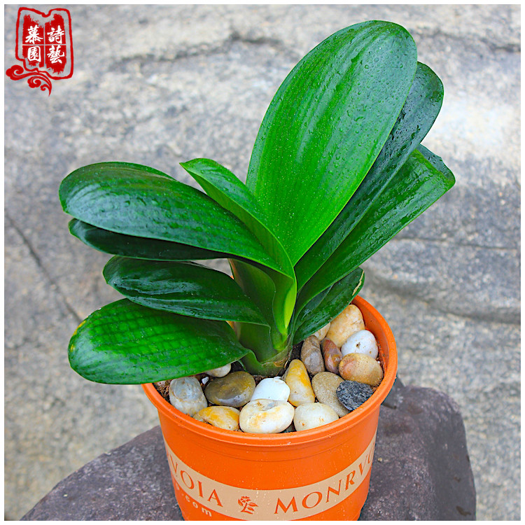 君子兰精品宽叶圆头和尚特大宽叶子室内办公室植物绿植盆栽吸甲醛