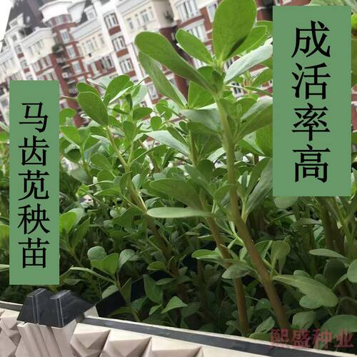 马齿苋秧苗野生长寿菜瓜子菜绿植苗五行草种植高产量红梗马齿菜苗