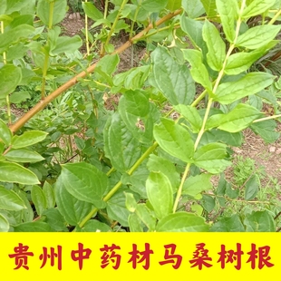 贵州桑叶野生新鲜马桑根千年马鞍子红上天梯阿斯木马桑岩马桑树根