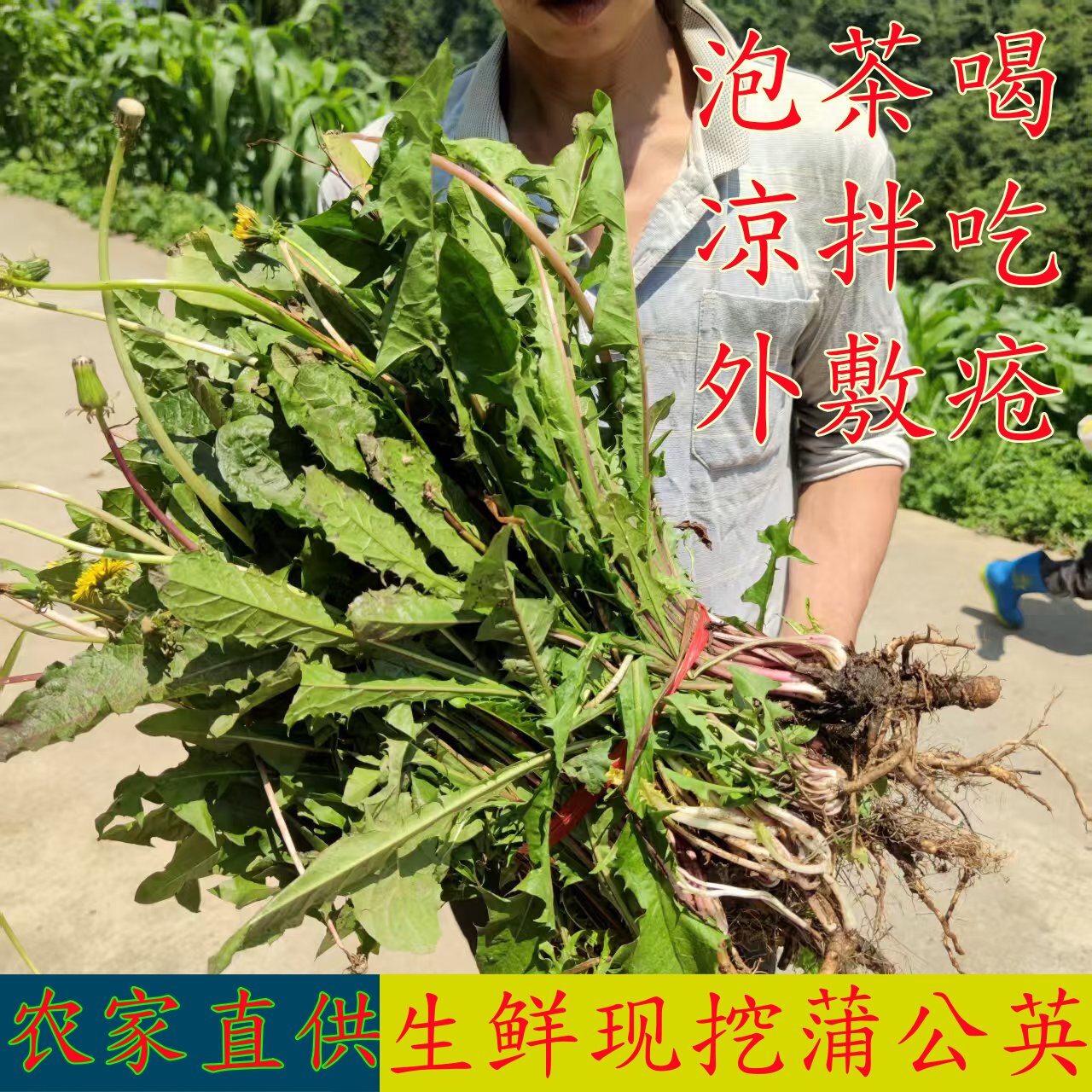 贵州现挖野生新鲜蒲公英 高山野菜药食两用 泡茶凉拌嫩叶药农直供