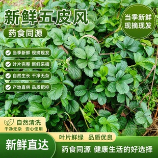 贵州新鲜蛇含委陵菜五皮风五叶莓五爪龙蛇含草五爪风五星草五虎草