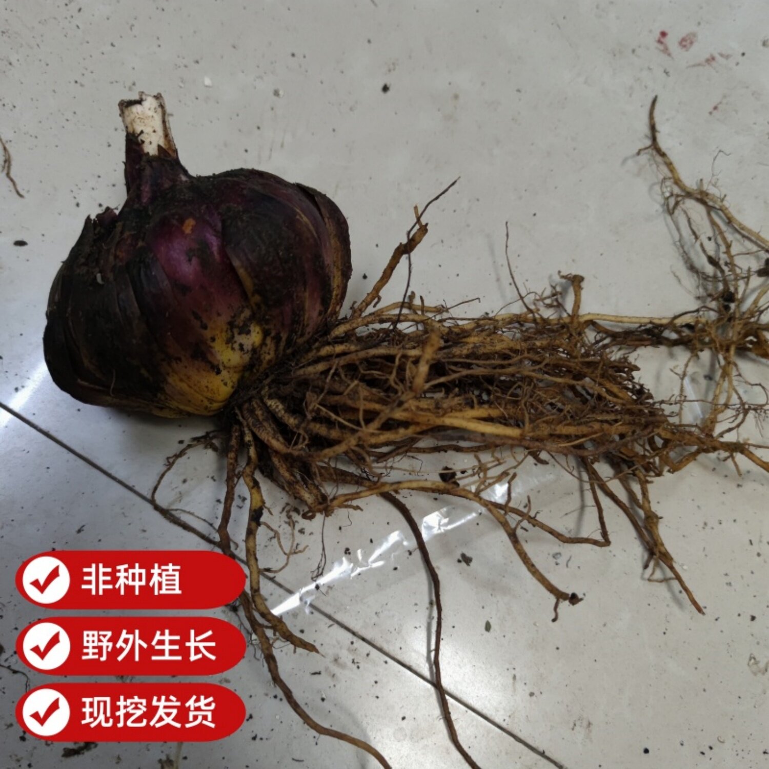 贵州中药材紫百合产地直发百合根新鲜现挖百合种球可种植食用图片