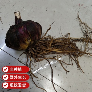 贵州中药材紫百合产地直发百合根新鲜现挖百合种球可种植食用
