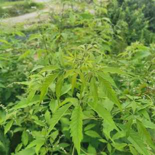 贵州深山现采牡荆叶 黄荆柴 黄金子 荆条棵 五指柑中草药现挖包邮
