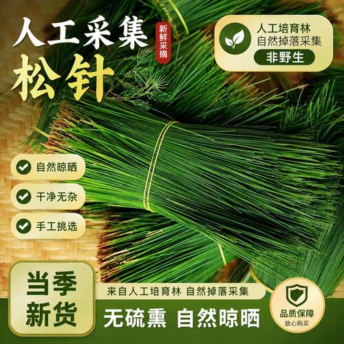 贵州深山现采新鲜松针农家松针茶 食用松针叶无硫干净现摘现发