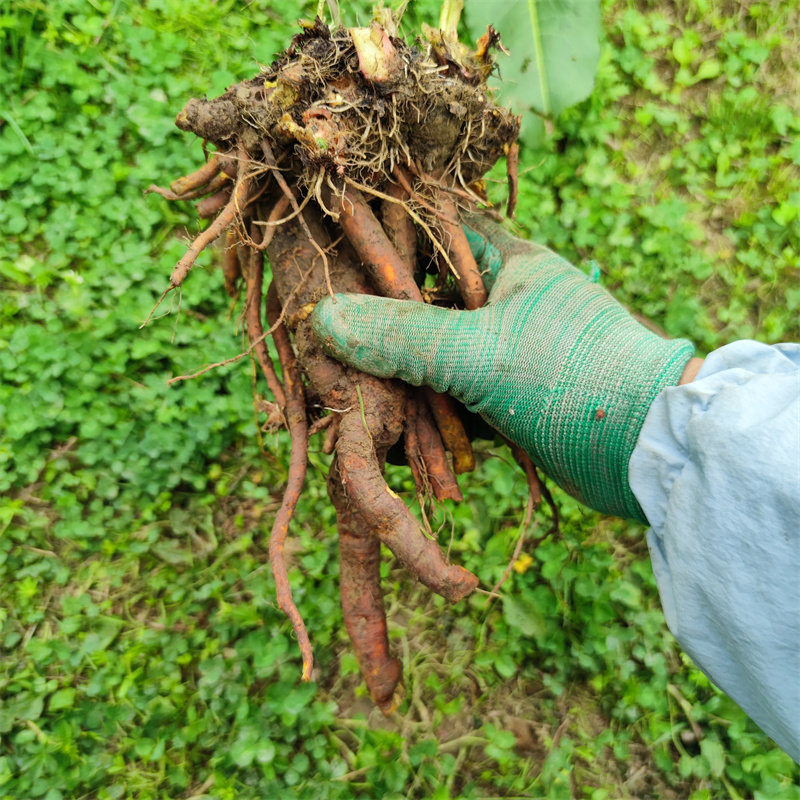 贵州新鲜现挖土大黄根羊蹄根