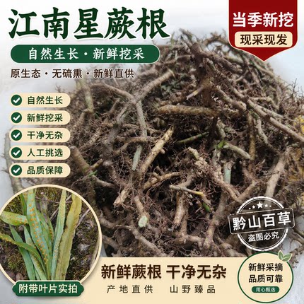 贵州深山新鲜江南星蕨根 原生现采现挖 石壁蕨类鲜根地道产地直发