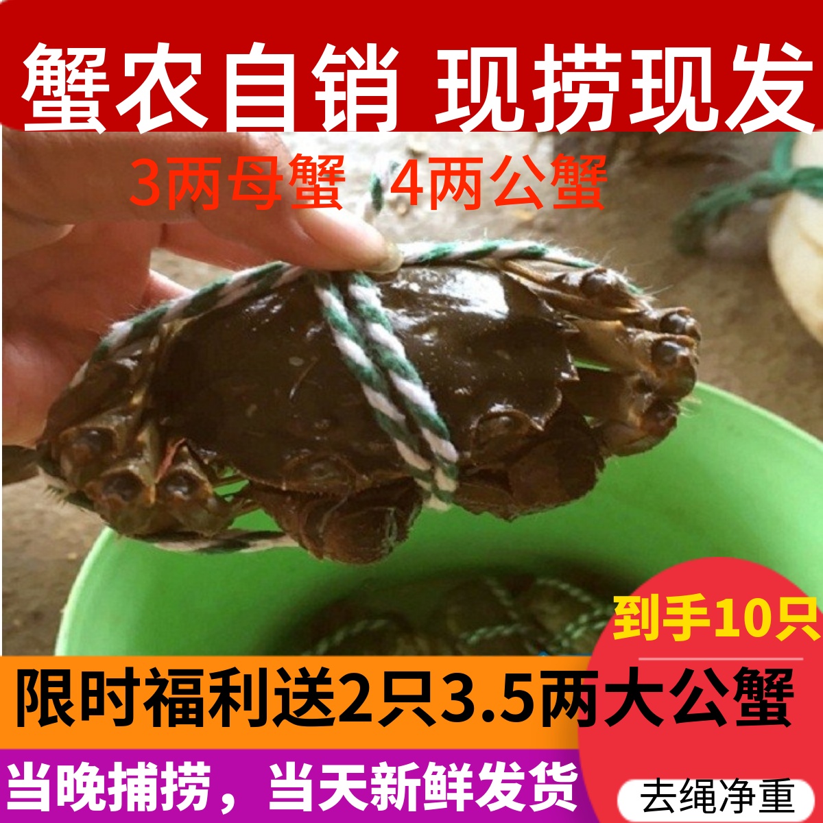 去绳净重2.9-3.3两全母蟹8只