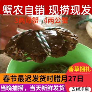 高淳固城湖大闸蟹鲜活特大螃蟹去绳净重3两母蟹8只全母蟹礼盒装
