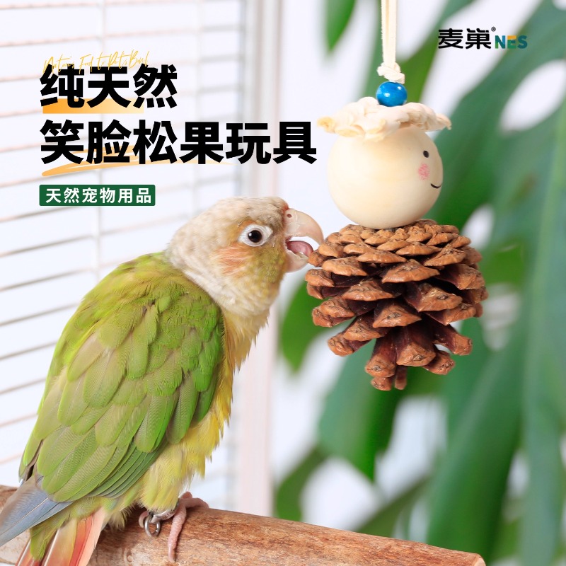 鹦鹉啃咬松果玩具磨牙磨嘴
