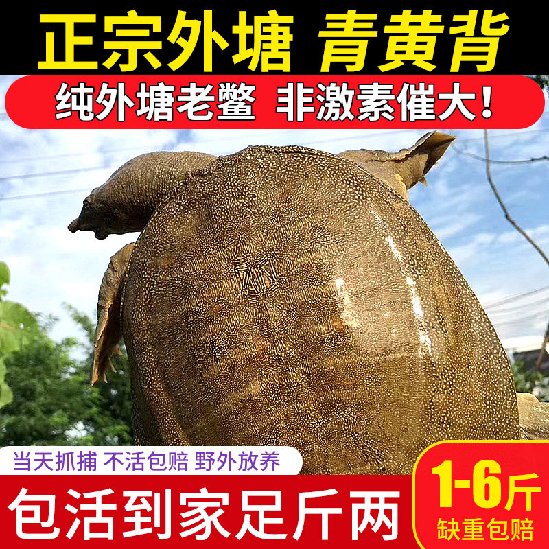 外塘甲鱼鲜活体公母鳖野外生态放养老鳖甲鱼水鱼团鱼王八食用甲鱼