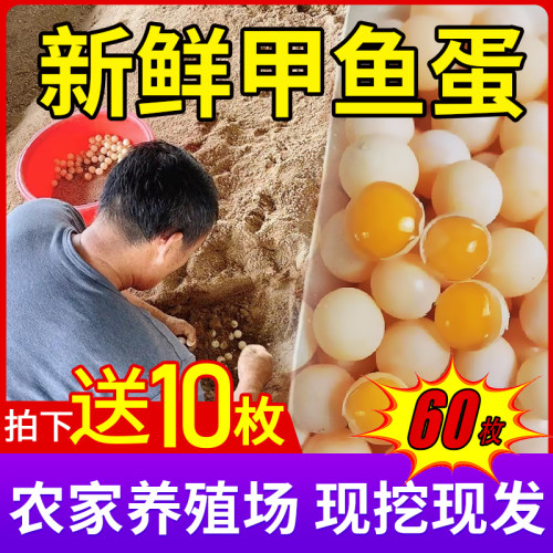 新鲜甲鱼蛋60枚农家自养