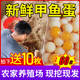 新鲜甲鱼蛋60枚农家原生态营养水鱼土鳖蛋团鱼蛋王八蛋宝宝辅食蛋