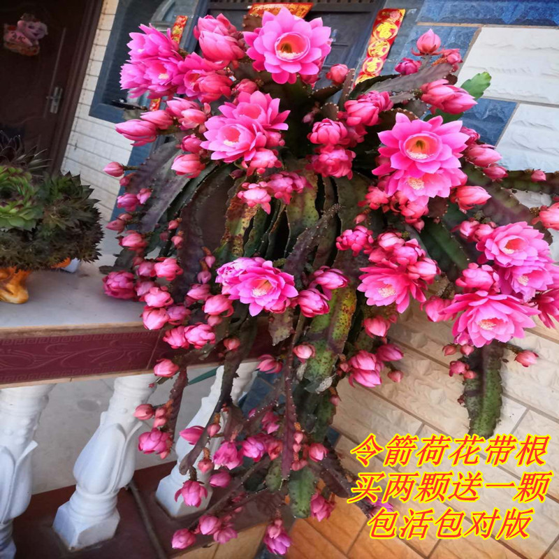 进口重瓣令箭荷花盆栽黄色仙人剑大花带根大小苗室外昙花香味绿植