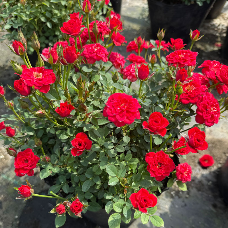新品超微月季小姑娘越南小姑娘月季四季开花丰花多头阳台庭院盆栽