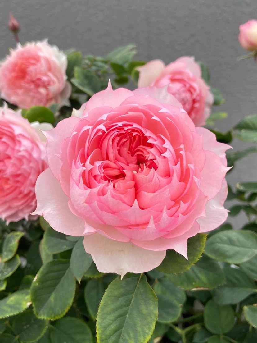 莫妮卡戴维月季大花粉色美人尖四季开花扦插苗浓香勤花盆栽玫瑰花