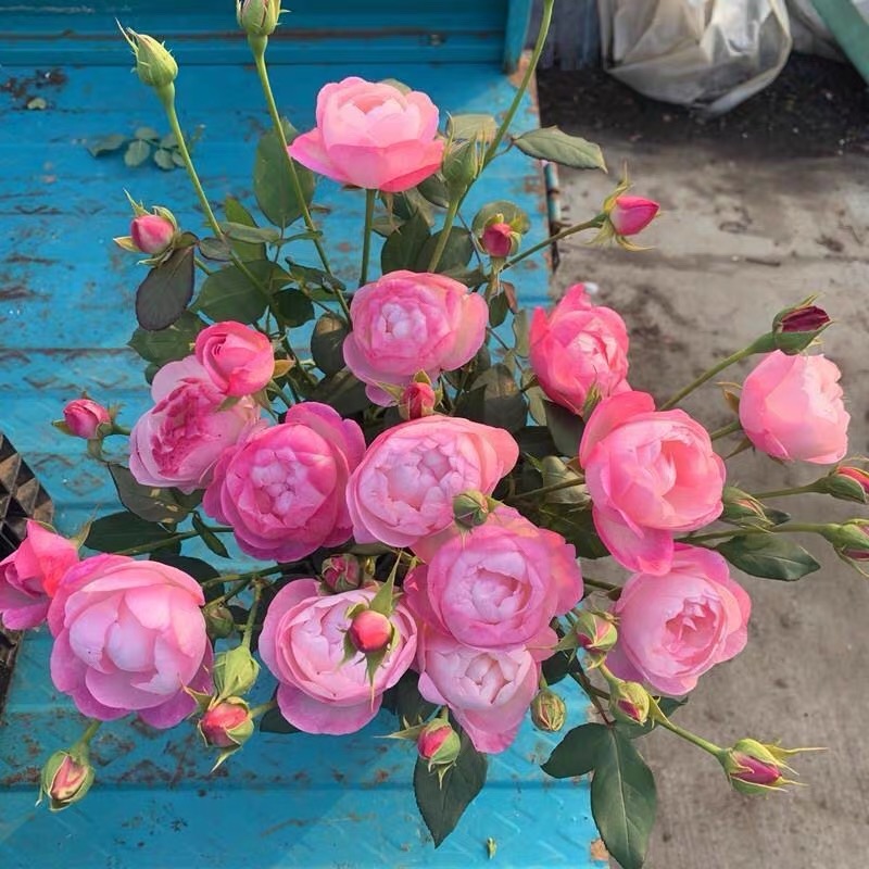 草莓杏仁饼月季花苗开花玫瑰四季盆栽花卉爬藤植物树苗