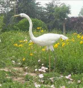 仿真白鹭 候鸟  园林装饰 羽毛鸟定做动物模型 摄影道具