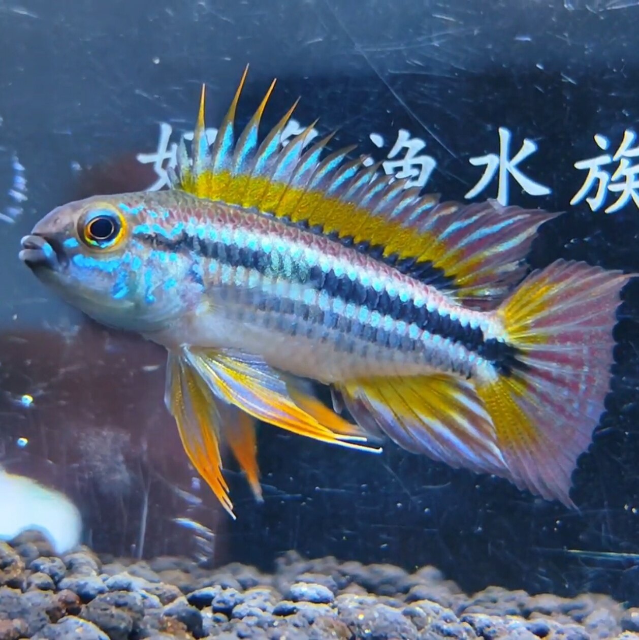 热带观赏鱼南美短鲷鱼秘鲁酋长短鲷红翼酋长泰菲酋长马幕利酋长