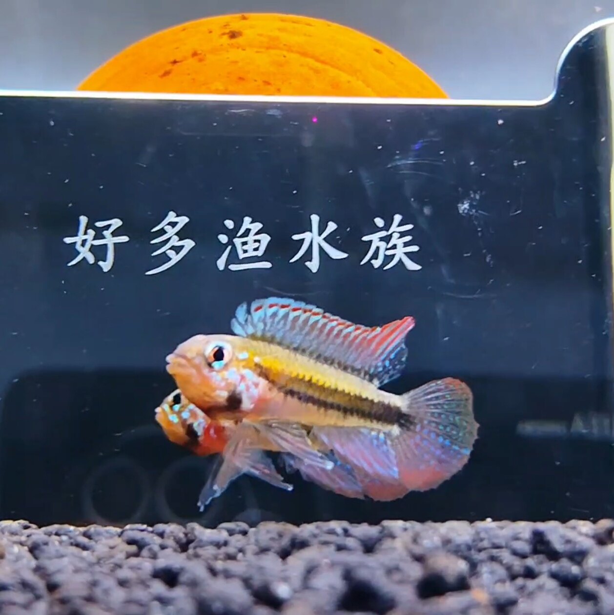 小型热带观赏鱼南美短鲷鱼cf二线短鲷哥伦比亚二线短鲷鱼