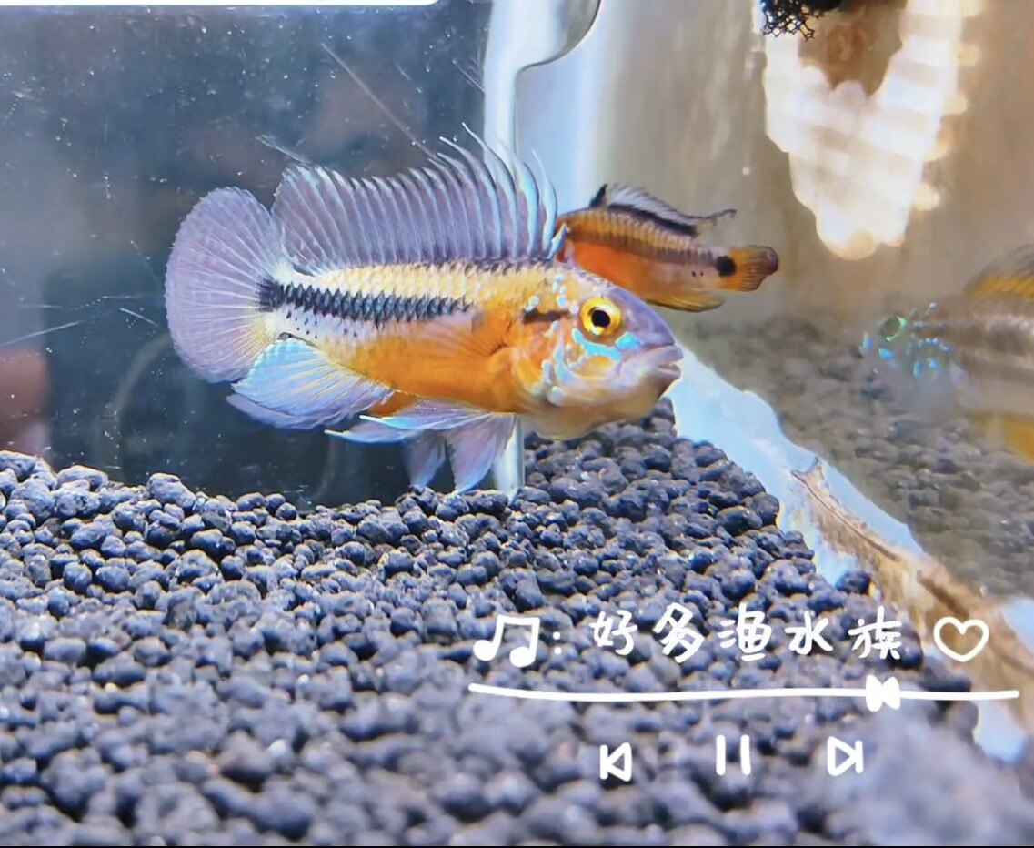 小型热带观赏鱼南美短鲷日落火焰短鲷