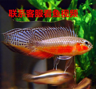 好多渔水族南美短鲷血红伊丽莎白短鲷野生伊丽莎白图卡诺伊丽莎白