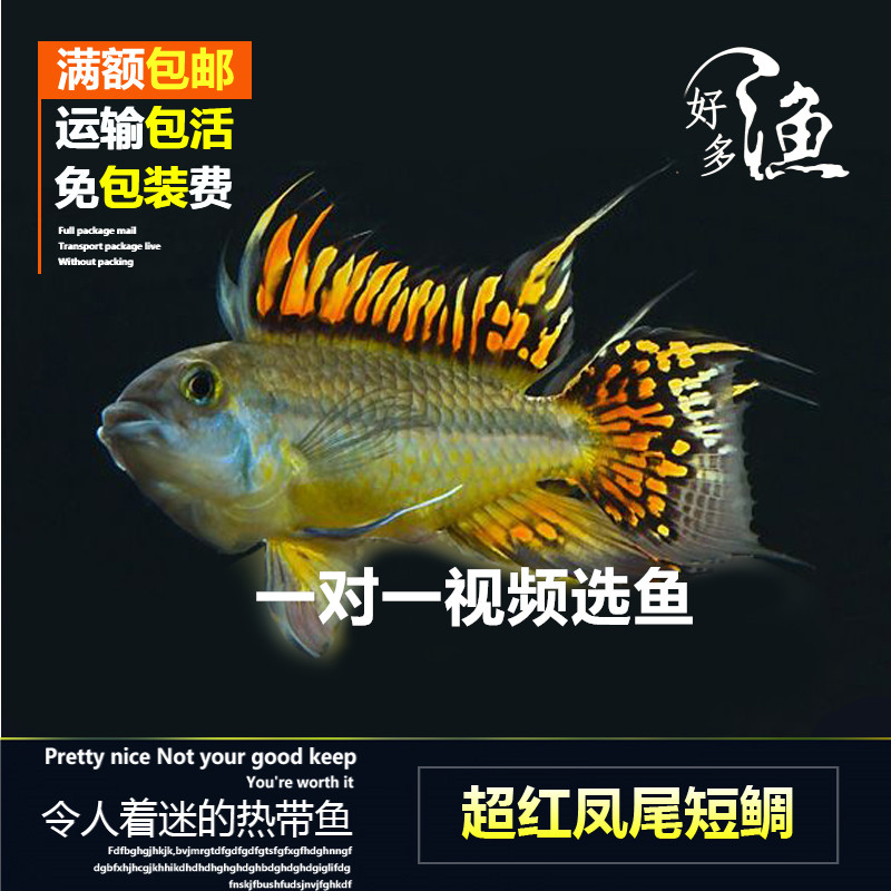 特价超红凤尾短鲷南美淡水好多渔