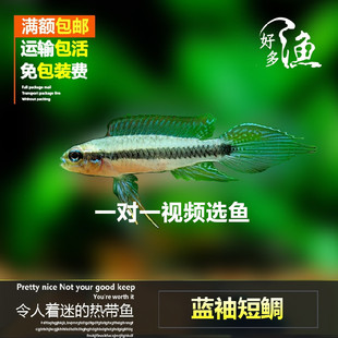 南美短鲷鱼尼格罗蓝袖短鲷马迪拉蓝袖短鲷热带观赏鱼（好多渔水族