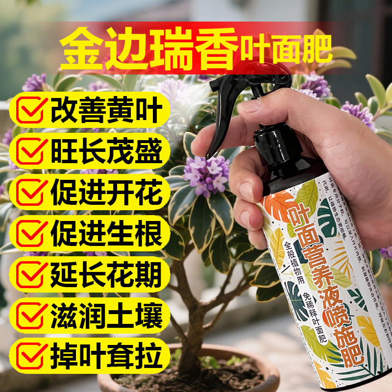 金边瑞香专用肥料土营养液卷曲黑黄掉落焦尖干枯萎软耷拉叶面肥料