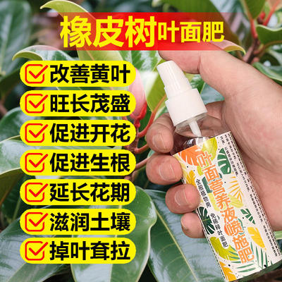 橡皮树专用肥料促分枝发侧芽营养液黑金刚橡皮树盆栽长新叶喷施肥