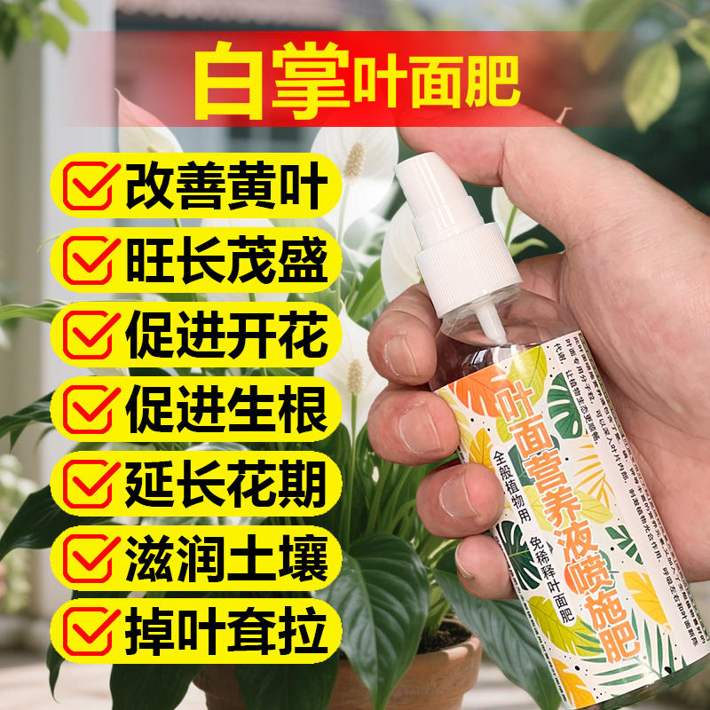 白掌一帆风顺盆栽水培植物绿植花肥室内变绿干尖发黄蔫开花卉肥料