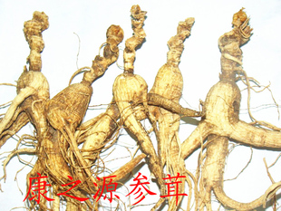 枝小参打粉料10到15年 东北长白山特产人参山参林下参移山参残肢