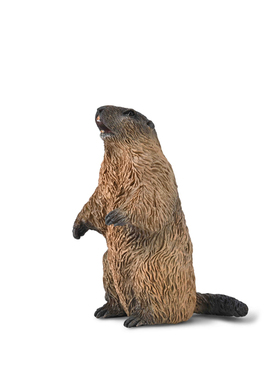 英国CollectA我你他草原野生动物模型玩具旱獭80044土拨鼠2025