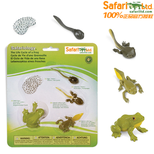 美国safari动物模型玩具儿童科普认知生长生命周期青蛙蝌蚪蝴蝶
